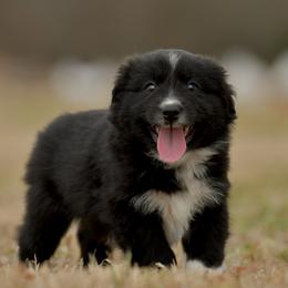 Solomon - Black & white male Miniature Australian Shepherd puppy in Hartman, Arkansas from Southern Edition Aussies