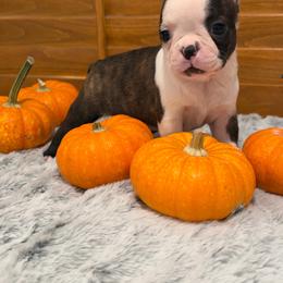 Small male with dot - Black brindle and white male Boston Terrier puppy in Madera Acres, California from Muggin Bostons Terriers and Mini Dachshund