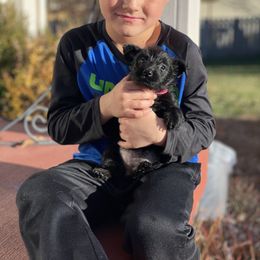 Scottish Terrier Puppies from Heart of America Scotties