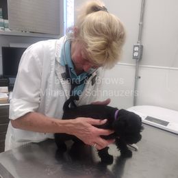 Miniature Schnauzer Puppies from Beard and Brows Miniature Schnauzers