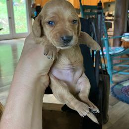 Eastwood - Red male Dachshund puppy in Brave, Pennsylvania from Maple Moon Dachshunds