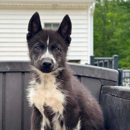 Klaus - Black and white male Siberian Husky puppy in Warrenville, South Carolina from WinterCrest Siberian Huskies