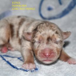 Edna - Red merle female Miniature Australian Shepherd puppy in Patterson, North Carolina from DreamLine Aussies