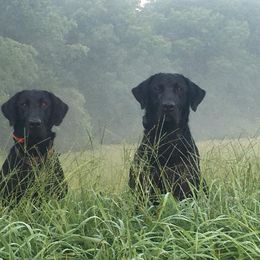 Labrador Retriever All Grown Up from Kicking Bird Gun Dogs
