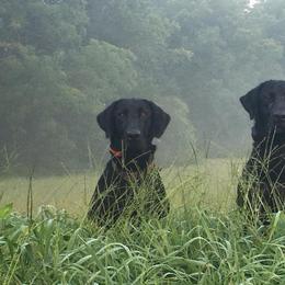 Labrador Retriever All Grown Up from Kicking Bird Gun Dogs