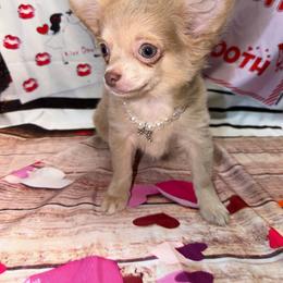 Isaiah - Chocolate blue male Chihuahua puppy in Palmyra, Indiana from Country Star Chihuahuas