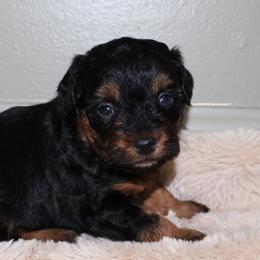 Mary Jane - Black phantom female Aussiedoodle puppy in Central Islip, New York from Fifth Avenue Australian Shepherds