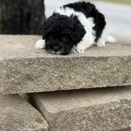 Oreo - Black and tan brindle male Havapoo puppy in Bowling Green, Kentucky from Denise Clark