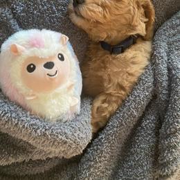 Double Doodle and Goldendoodle Puppies from GoldendoodlePaw