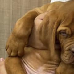 Dogues de Bordeaux from Ema's Dogue de Bordeaux