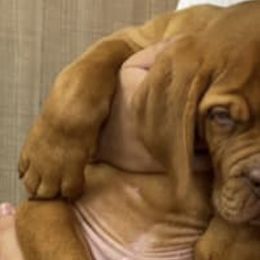 Dogues de Bordeaux from Ema's Dogue de Bordeaux