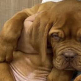 Dogues de Bordeaux from Ema's Dogue de Bordeaux