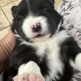 Miniature Australian Shepherd Puppies from Elsa’s lil Wiggle Butts