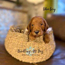 Blue boy - Red  male Goldendoodle puppy in Valdese, North Carolina from Doodling All Day Goldendoodles