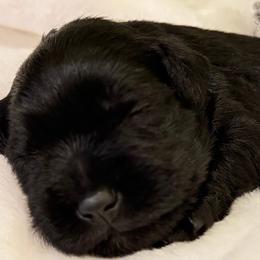 Gabriel - Black male Miniature Schnauzer puppy in Bullard, Texas from Black Gold Miniature Schnauzers