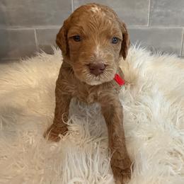 Daisy - Red  female Goldendoodle puppy in Pine Grove, California from Lundee Doodles