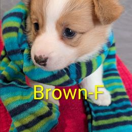 Brown - Fawn female Pembroke Welsh Corgi puppy in Berkeley Springs, West Virginia from Hummingbird Farm