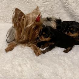 Boy 1 - Black and tan male Yorkshire Terrier puppy in New York from Yorkies Boutique