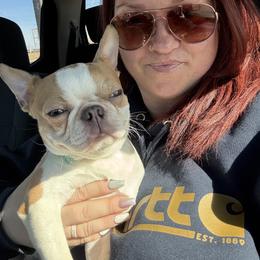 Pistol - Boston Terrier