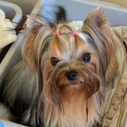 Kissy - Yorkshire Terrier
