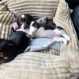Pumpkin pie - Chocolate and tan female Dachshund puppy in Salters, South Carolina from Long-Pine Dachshund