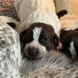 Orzo - White and liver male German Shorthaired Pointer puppy in Marshfield, Missouri from Suma Kennels
