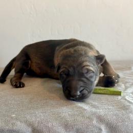 Green - Sable male German Shepherd puppy in Buckeue, Arizona from Légende Vivante Du Chief Kennel