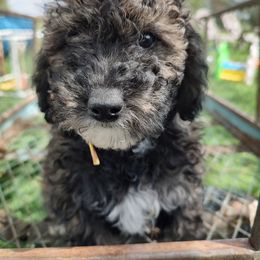 Assorted Doodle Crosses, Aussiedoodle, Cockapoo, and Poodle Puppies from Lucky Pup Meadows