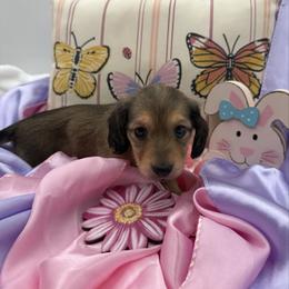 Ember AKC Girl 4 - Cream female Dachshund puppy in Sumrall, Mississippi from JP’s Dachshunds