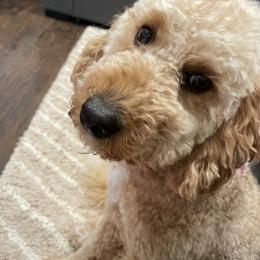 Gwenny - Goldendoodle