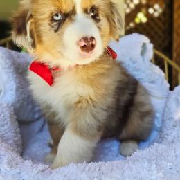 Red - Red merle male Miniature American Shepherd puppy in Georgetown, California from Foothill Aussies