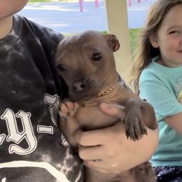 Scooby - French Bulldog
