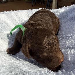 Green Collar - Brown male Poodle puppy in Huntsville, Alabama from Flint River Poodles