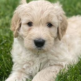 Goldendoodles from Green Land Doodles of CO