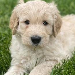 Goldendoodles from Green Land Doodles of CO