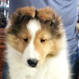 Shetland Sheepdog puppies from Shalamar Shelties