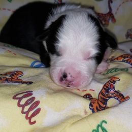 Australian Shepherd Puppies from Purple Tyger Creations