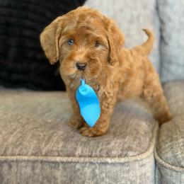 Light Blue - Buff male Cockapoo puppy in Maurice, Louisiana from Cajun Cockapoo’s