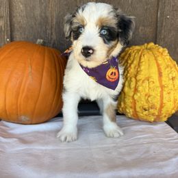 Tennessee - Blue merle female Aussiedoodle puppy in Eastland, Texas from H5 Mini Doodles