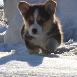 Pembroke Welsh Corgi Puppies from The Blessed Herd