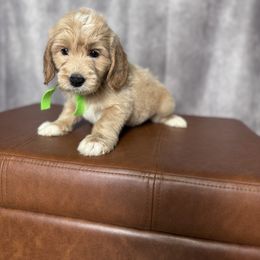 Green collar male - Apricot male Goldendoodle puppy in Piedmont, South Carolina from The Farm at Saluda Ridge