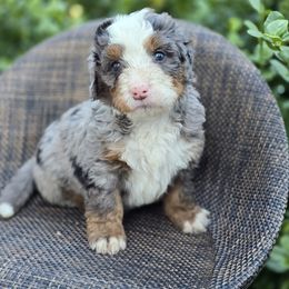 Bernedoodle and Double Doodle Puppies from Cloud Nine Doodles