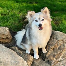 Sierra - Silver and white female Pomsky puppy in La Verne, California from Red Cedar Pomskies