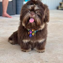Shih Tzu Puppies from Mosley Kennel Shih Tzu