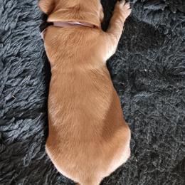 Girl 1 - Dark golden female Golden Retriever puppy in Otis Orchards, Washington from Sunlite Golden Retrievers