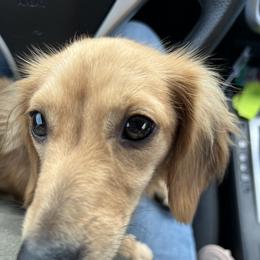 Georgia - Dachshund