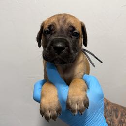 Male 4 - Fawn male Cane Corso puppy in Cashion, Oklahoma from APEXOK Cane Corsos LLC