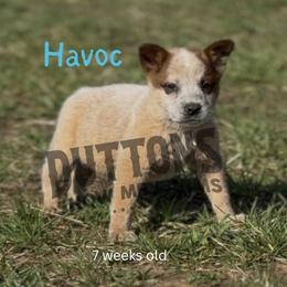 Havoc - Red speckled male Australian Cattle Dog puppy in Oronogo, Missouri from Dutton's Show Me Farms