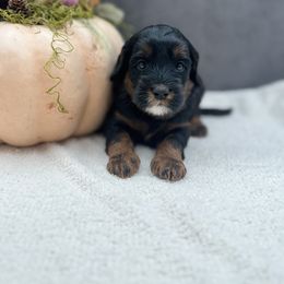 Pickle - Black male Australian Labradoodle puppy in Denton, Texas from Liberty Hill Labradoodles