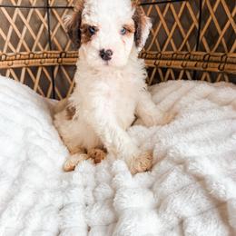 Boy 2 - Brown and white male Bernedoodle puppy in Brookville, Pennsylvania from Woodland Mountain Doodles